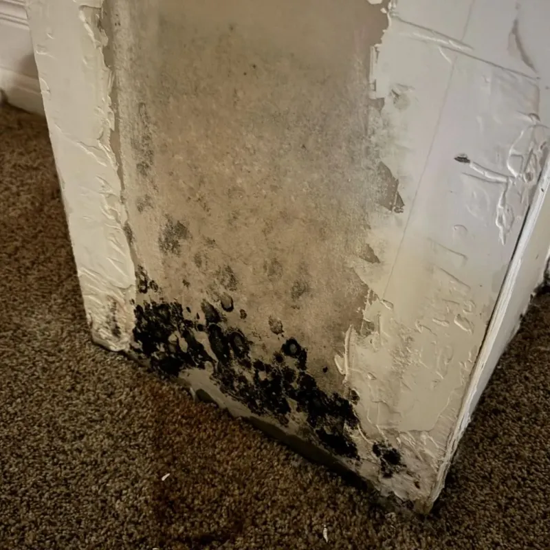 Professional Mold Removal in Kings Mountain, NC